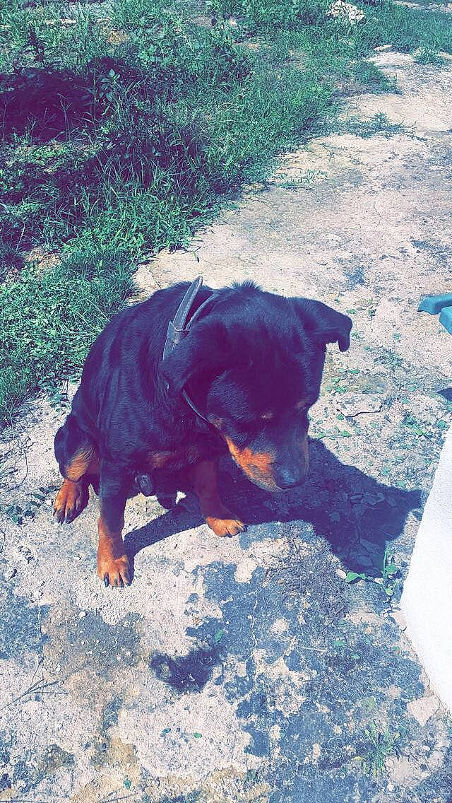 Oakley participe au concours pour gagner de l'argent avec cette photo : canidae, carnivore, dog, dog_breed, fawn, hunting_dog, rottweiler, sporting_group, working_dog