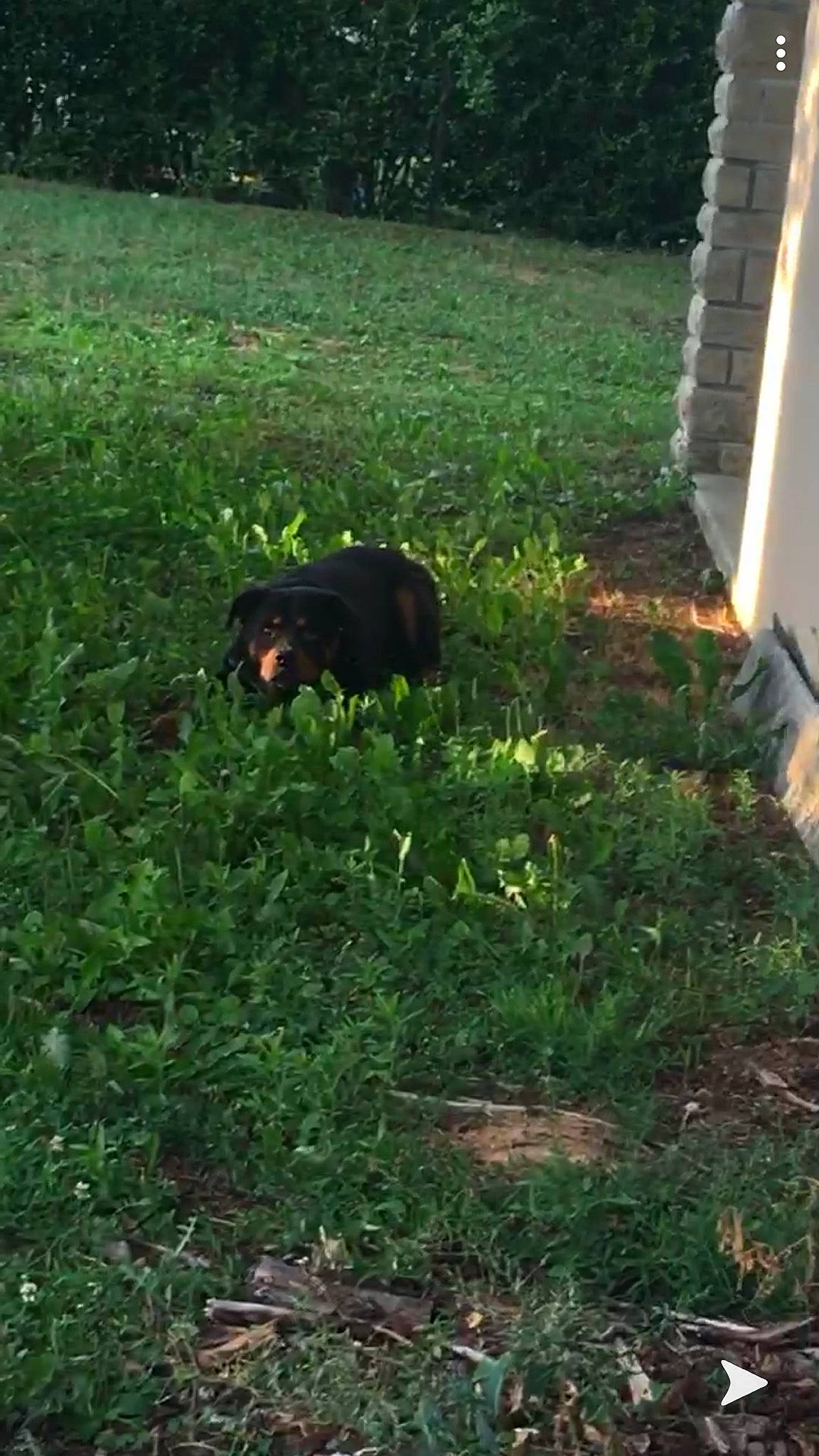 Oakley a rejoint le concours — aidez-le/la à gagner de superbes lots ! canidae, dog_breed, grass, guard_dog, lawn, pasture, plant, shrub, sporting_group, yard