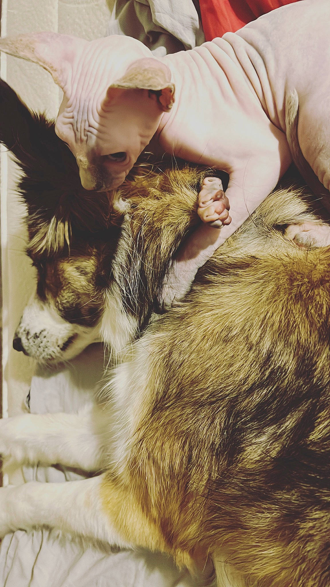 Françoise a rejoint le concours — aidez-le/la à gagner de superbes lots ! canidae, carnivore, comfort, companion_dog, dog, dog_breed, ear, fawn, felidae, gesture, human_leg, paw, small_to_medium_sized_cats, snout, sporting_group, tail, terrestrial_animal, vertebrate, whiskers, working_animal