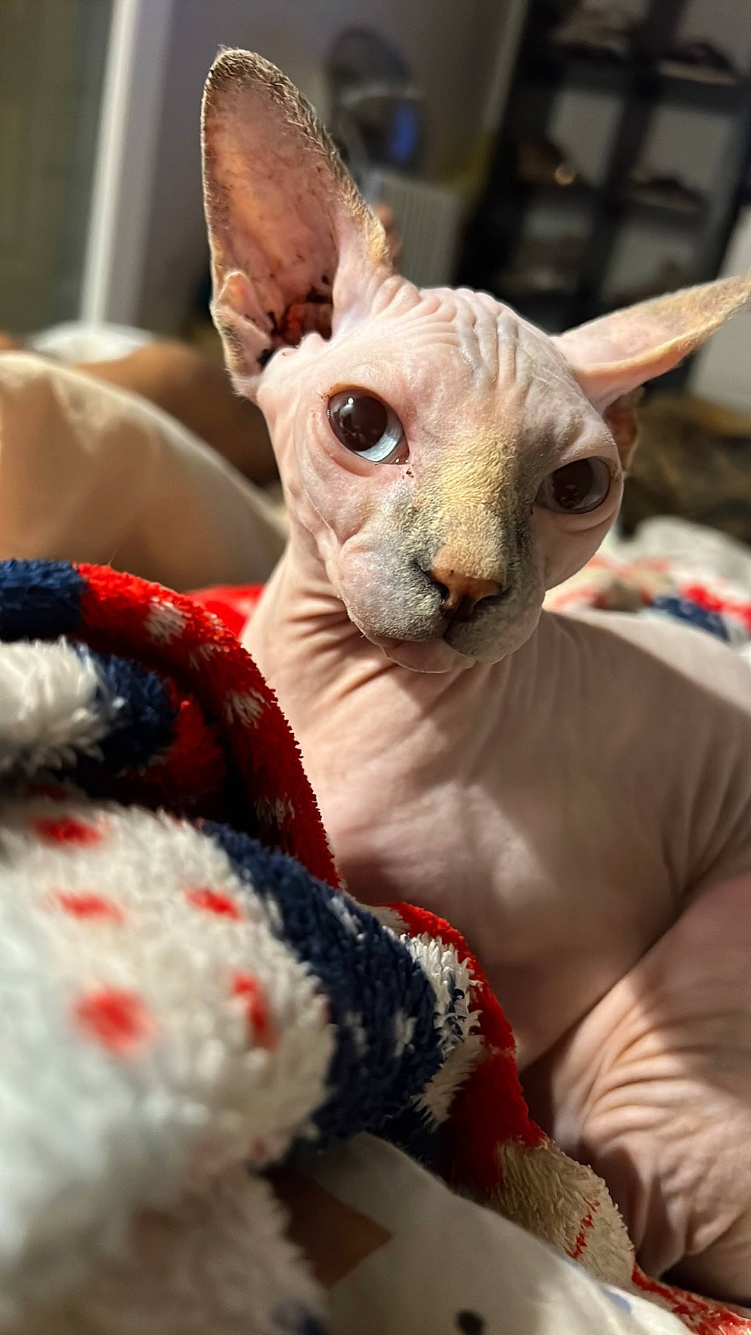 Françoise participe au concours pour gagner de l'argent avec cette photo : carmine, cat, close_up, donskoy, ear, event, fawn, felidae, fur, peterbald, rex_cat, small_to_medium_sized_cats, snout, sphynx, stuffed_toy, tail, terrestrial_animal, toy, whiskers, white