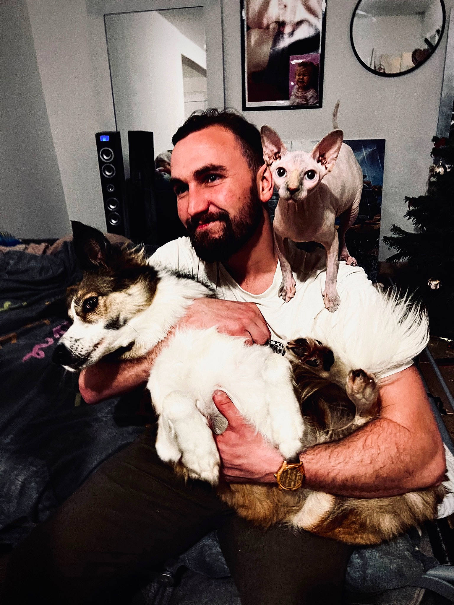 Françoise a rejoint le concours — aidez-le/la à gagner de superbes lots ! beard, canidae, carnivore, companion_dog, dog, dog_breed, ear, event, facial_hair, fawn, felidae, flash_photography, fur, happy, mirror, moustache, picture_frame, sporting_group, toy, whiskers