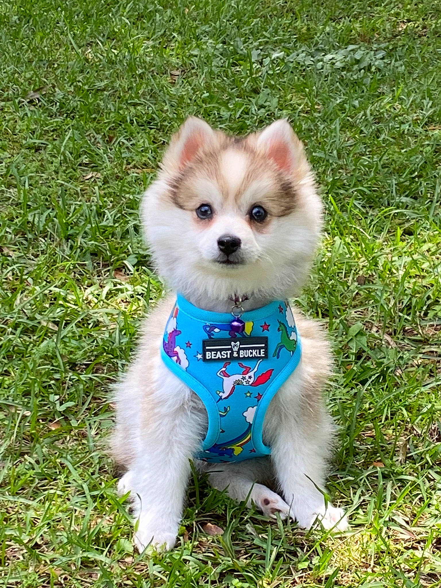 Anka joined the competition — help win amazing prizes! canidae, carnivore, companion_dog, dog, dog_breed, dog_clothes, german_spitz, german_spitz_klein, german_spitz_mittel, grass, japanese_spitz, mammal, non_sporting_group, pomeranian, puppy, rare_breed_dog, spitz, toy_dog, vertebrate, volpino_italiano