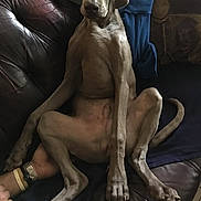 Nigel a rejoint le concours — aidez-le/la à gagner de superbes lots ! animal, blue_blanket, canine, couch, dog, domestic_animal, ears, expression, fur, hand, human_arm, indoor, leather_couch, nose, paw, pet, relaxed, sitting, watch, weimaraner