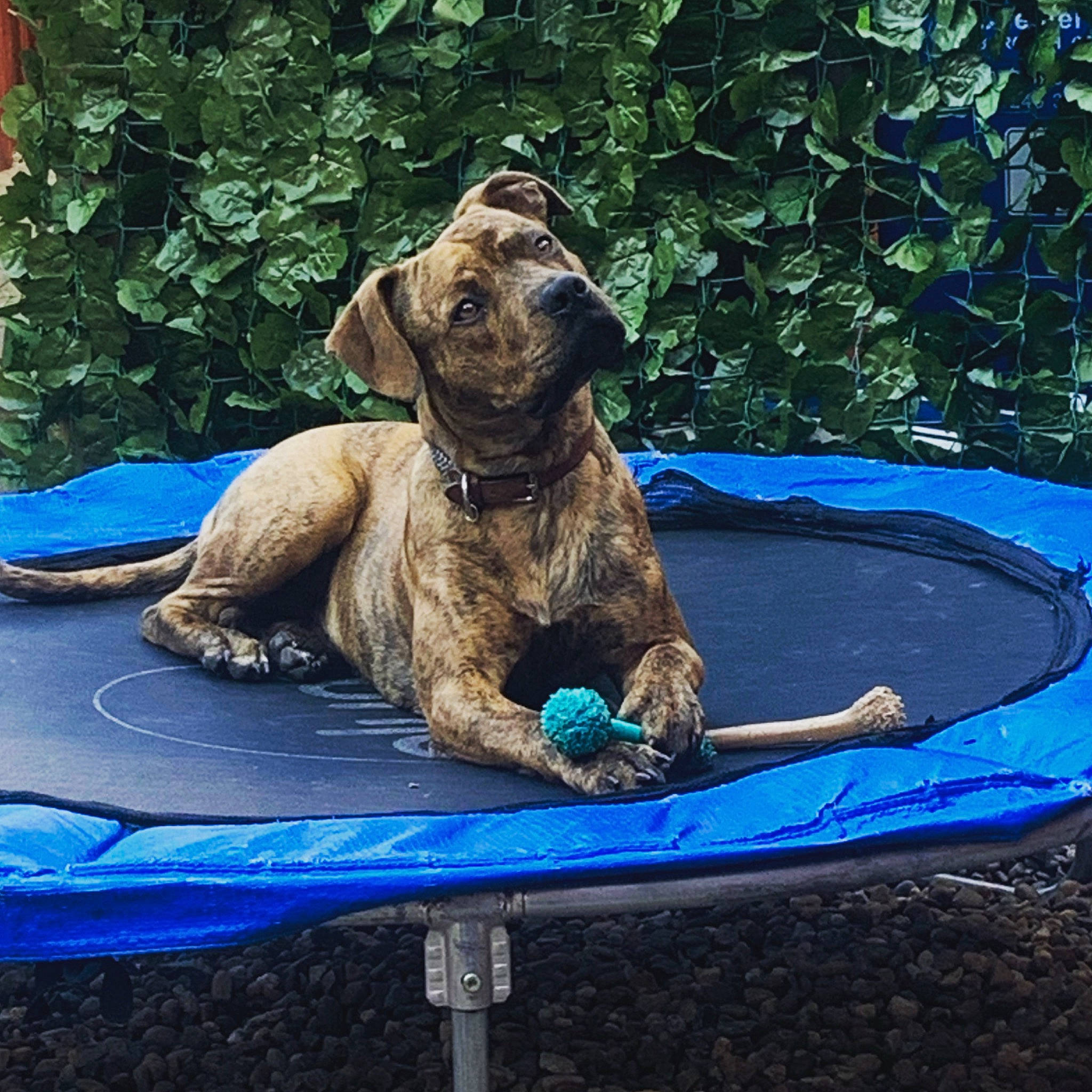 Murphy is registered to the contest to win money with this photo: canidae, carnivore, collar, companion_dog, dog, dog_breed, dog_collar, electric_blue, fawn, grass, hood, leisure, plant, sporting_group, terrestrial_animal, trampolining, trampolining_equipment_and_supplies, vehicle, water, working_animal