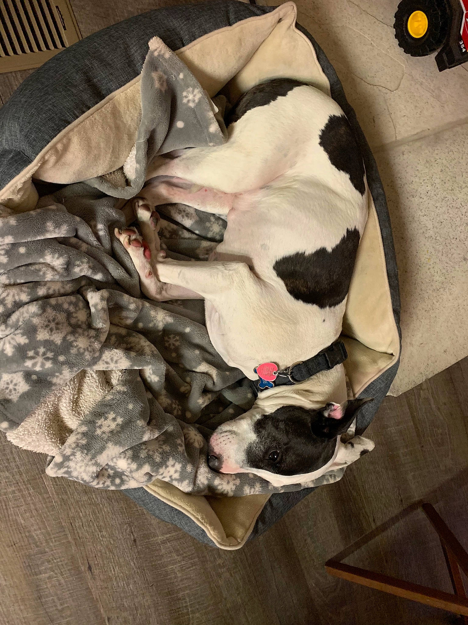 Ollie is registered to the contest to win money with this photo: boston_terrier, canidae, carnivore, dog, dog_breed, french_bulldog, non_sporting_group, pointer, snout, sporting_group