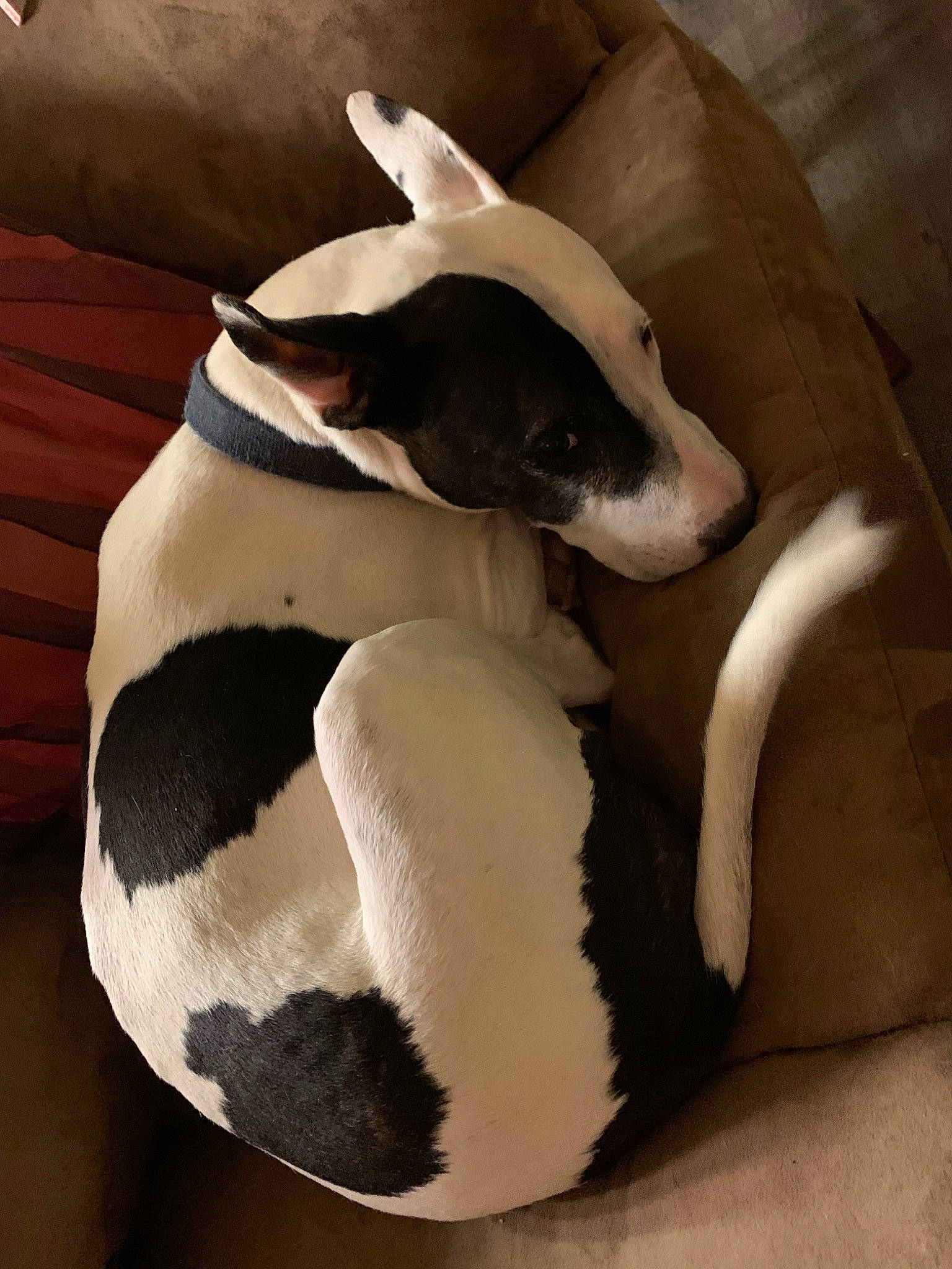 Ollie is registered to the contest to win money with this photo: canidae, carnivore, dog, dog_breed, non_sporting_group, tail