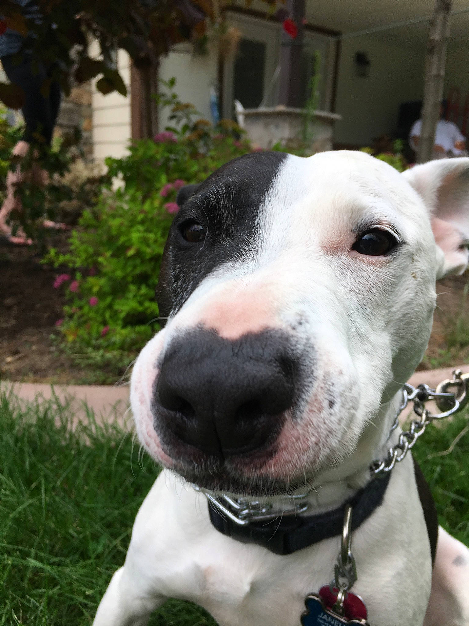 Ollie joined the competition — help win amazing prizes! american_pit_bull_terrier, american_staffordshire_terrier, bull_and_terrier, bull_terrier_miniature, bully_kutta, canidae, carnivore, dog, dog_breed, dogo_argentino, dogo_guatemalteco, gull_terr, mammal, non_sporting_group, nose, old_english_terrier, pit_bull, rare_breed_dog, snout, vertebrate