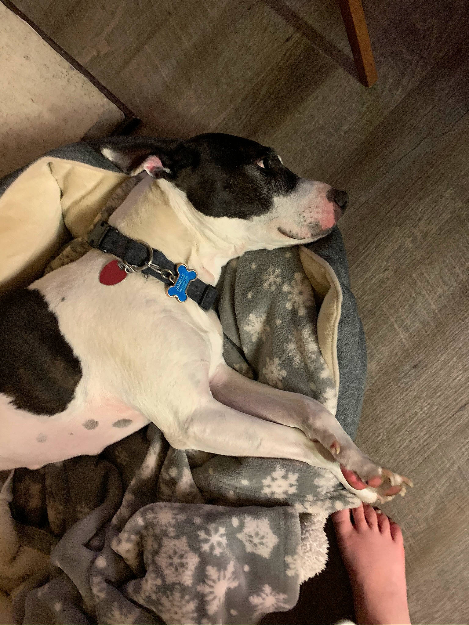 Ollie joined the competition — help win amazing prizes! american_pit_bull_terrier, canidae, carnivore, dog, dog_breed, fawn, feist, non_sporting_group, pit_bull, pointer, snout, sporting_group
