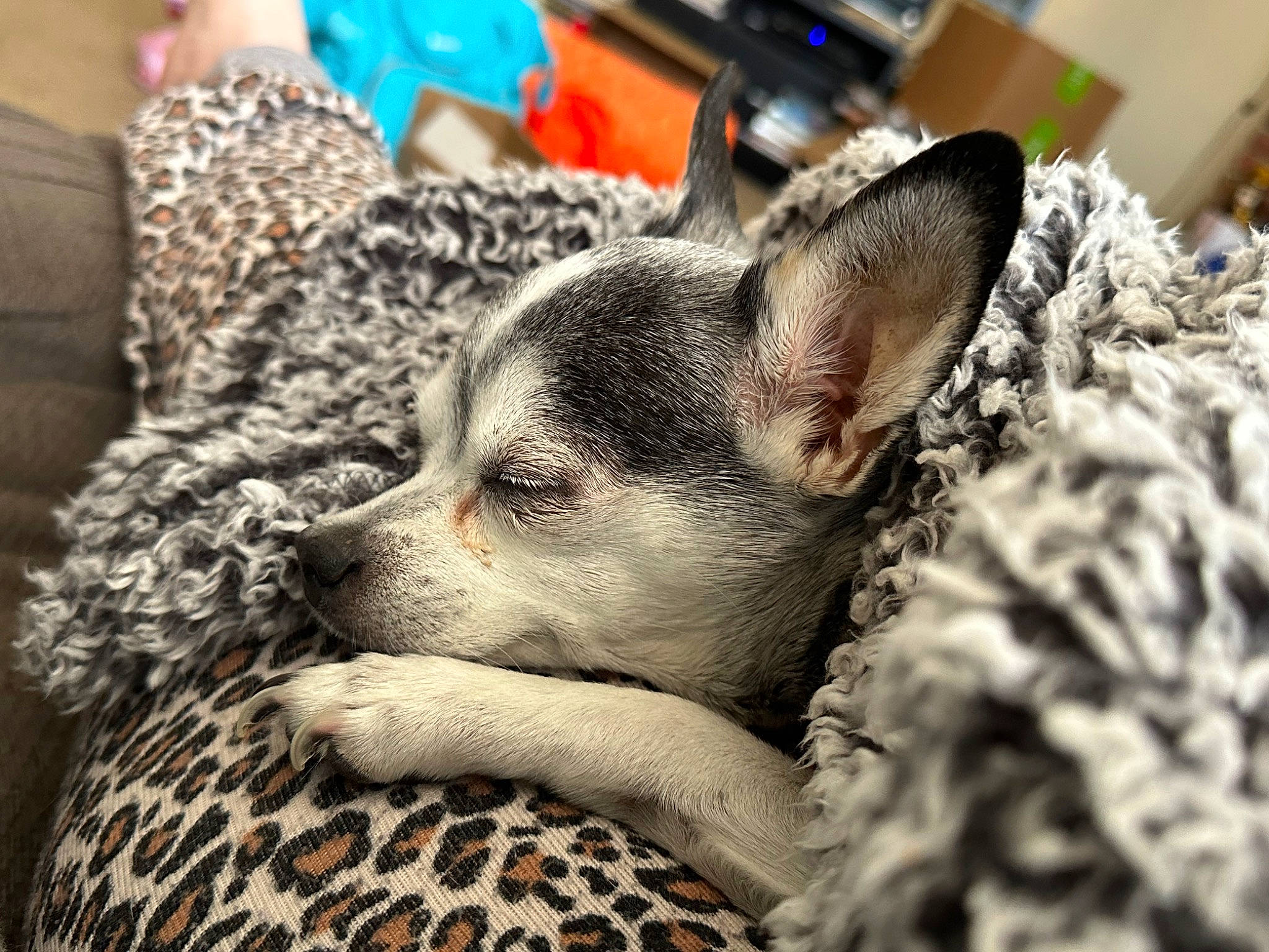 Skeeter joined the competition — help win amazing prizes! canidae, carnivore, chihuahua, comfort, companion_dog, dog, dog_breed, ear, fawn, felidae, fur, nap, russkiy_toy, small_to_medium_sized_cats, snout, sporting_group, terrestrial_animal, toy_dog, whiskers, working_animal