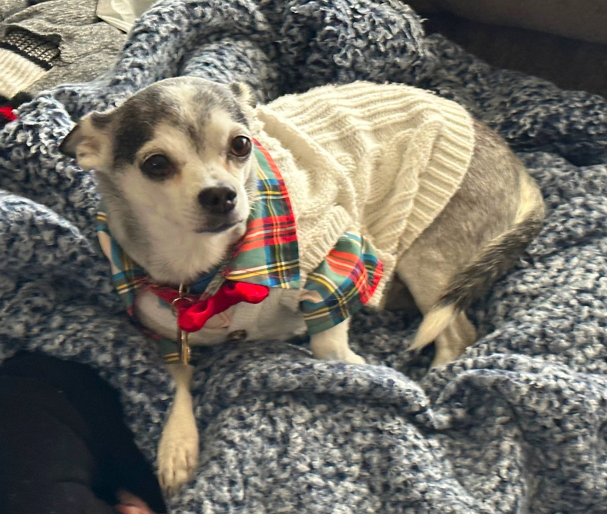 Skeeter is registered to the contest to win money with this photo: carnivore, collar, comfort, companion_dog, dog, dog_breed, dog_clothes, dog_collar, dog_supply, fawn, fur, grey, leash, mammal, pattern, pet_supply, snout, toy_dog, whiskers, working_animal