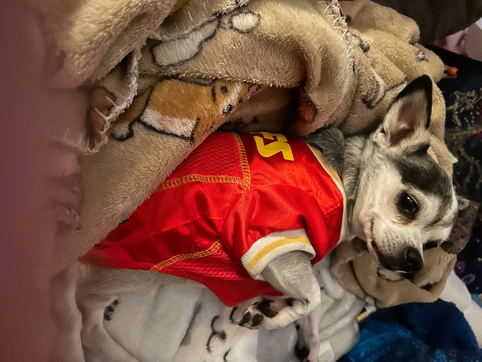 Skeeter joined the competition — help win amazing prizes! bag, canidae, carmine, carnivore, comfort, companion_dog, fashion_accessory, fawn, fictional_character, fur, linens, pattern, peach, personal_protective_equipment, skull, snout, stuffed_toy, textile, tradition, working_animal