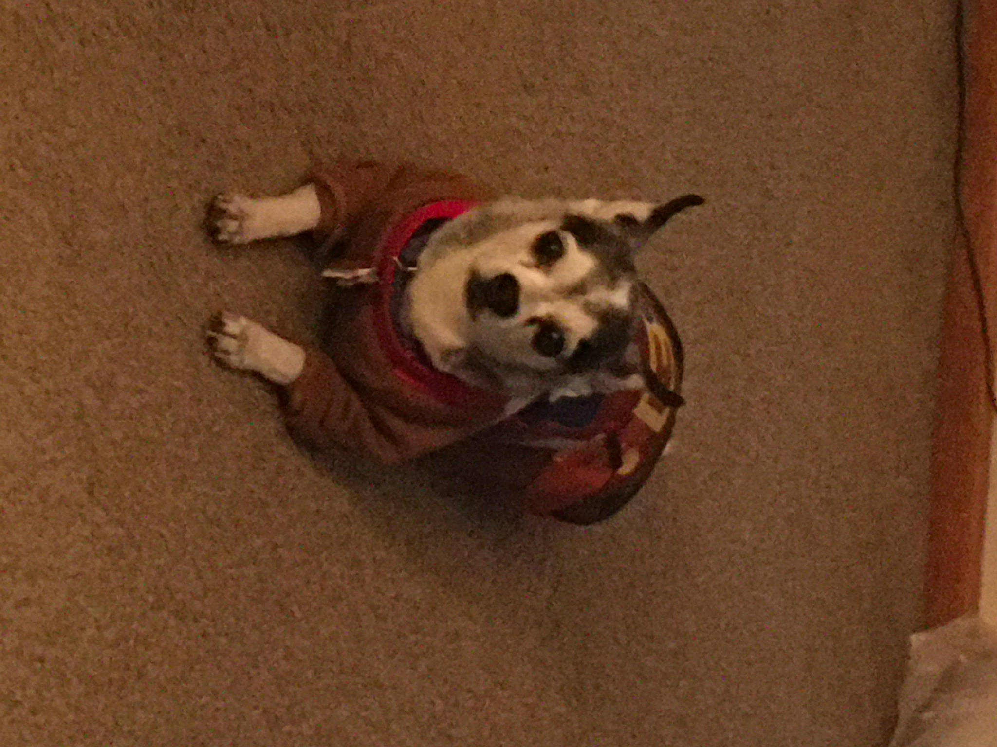 Skeeter joined the competition — help win amazing prizes! carnivore, comfort, companion_dog, dog, dog_breed, dog_clothes, dog_supply, flooring, fur, hardwood, linens, paw, pet_supply, sleeve, sporting_group, tail, toy, toy_dog, wood, working_animal