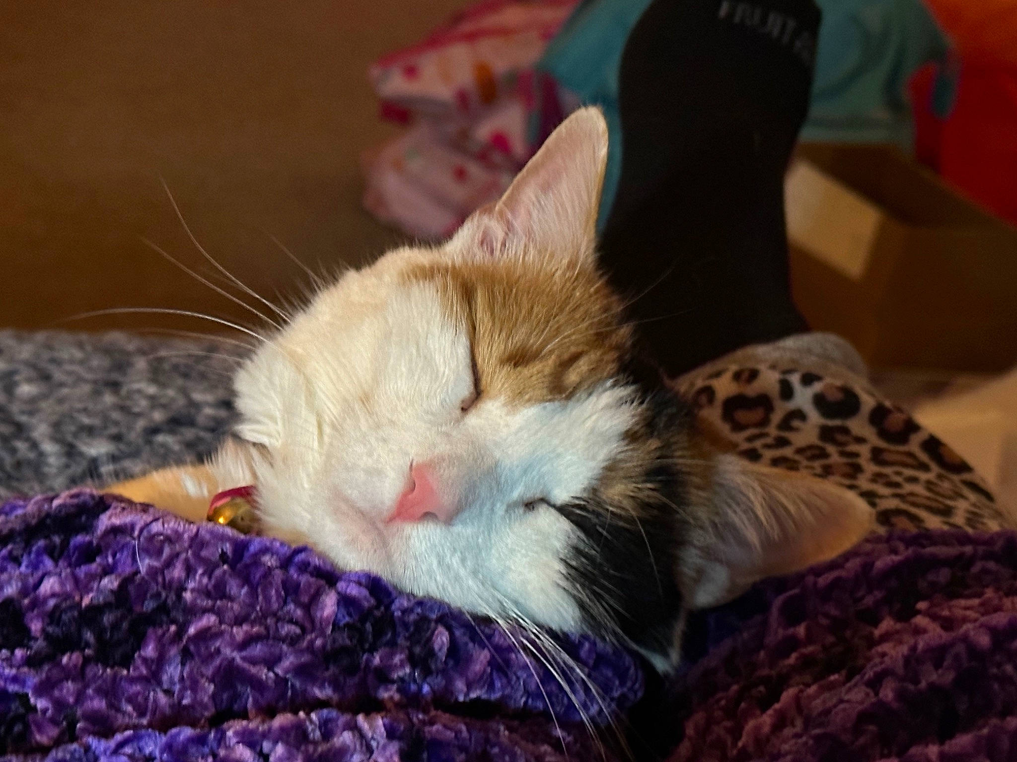 Heavenly is registered to the contest to win money with this photo: carnivore, cat, claw, comfort, domestic_short_haired_cat, fawn, felidae, fur, human_leg, lap, linens, nap, paw, small_to_medium_sized_cats, snout, tail, textile, whiskers