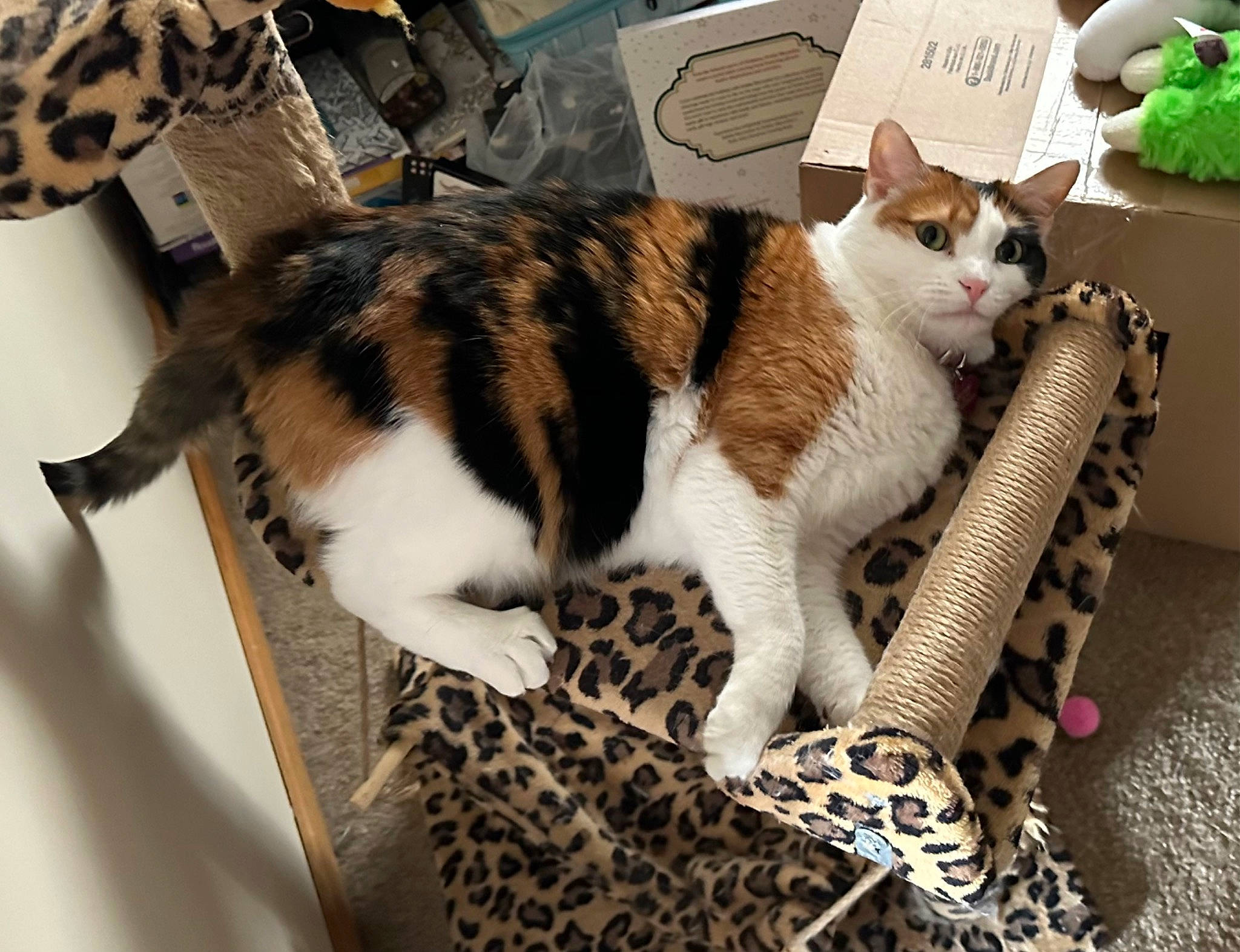 Heavenly is registered to the contest to win money with this photo: basket, carnivore, cat, cat_supply, comfort, domestic_short_haired_cat, fawn, felidae, fur, mammal, paw, sitting, small_to_medium_sized_cats, snout, tail, terrestrial_animal, tree, vertebrate, whiskers, wood