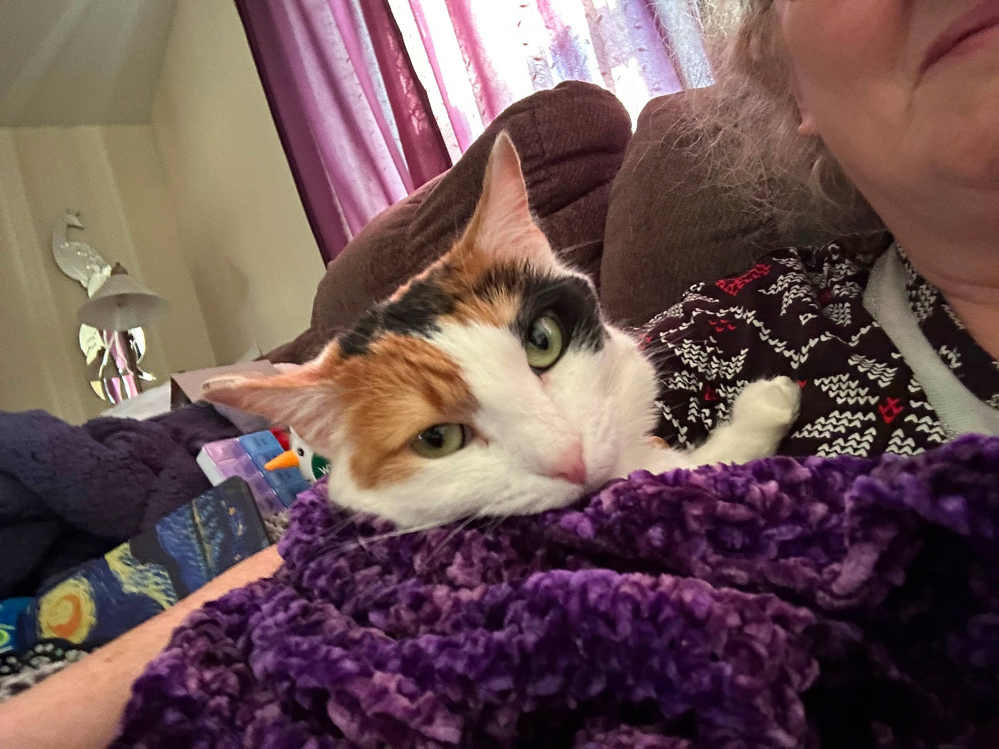 Heavenly joined the competition — help win amazing prizes! carnivore, cat, comfort, companion_dog, curtain, domestic_short_haired_cat, ear, fawn, felidae, fur, human_leg, lap, linens, pattern, paw, selfie, small_to_medium_sized_cats, tail, textile, whiskers