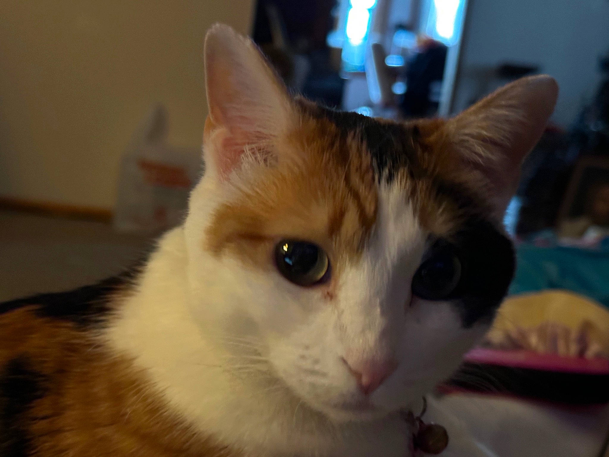 Heavenly joined the competition — help win amazing prizes! carnivore, cat, domestic_short_haired_cat, felidae, fur, small_to_medium_sized_cats, snout, whiskers