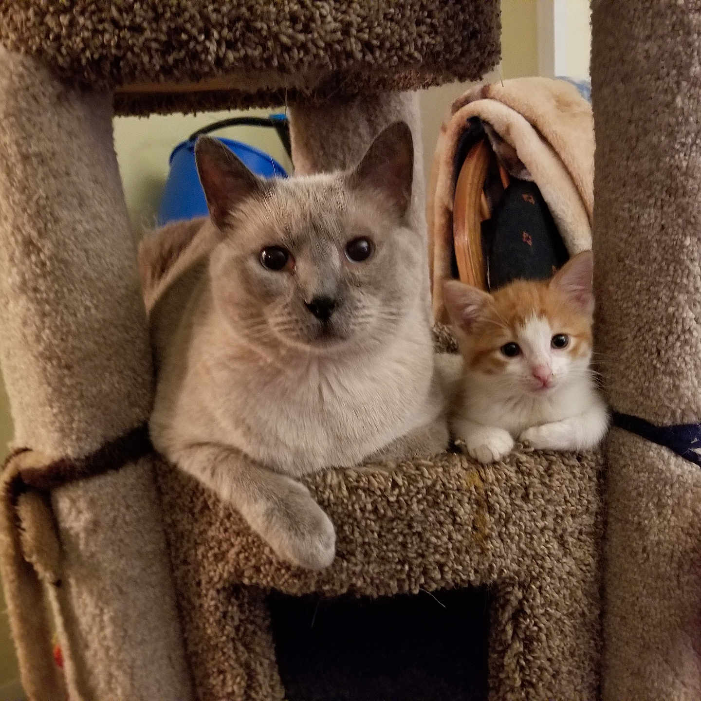 Blaze And Chance is registered to the contest to win money with this photo: animal, cat, cat_tree, companion, cozy, curious, cute, domestic, ears, eyes, feline, fur, gray_cat, home, indoor, kitten, orange_cat, pet, resting, whiskers