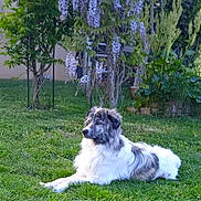 Django a rejoint le concours — aidez-le/la à gagner de superbes lots ! dog, grass, garden, flower, tree, outdoor, greenery, pet, canine, nature, purple_flower, relaxing, furry, animal, summer, peaceful, plant, leaves, daylight, resting