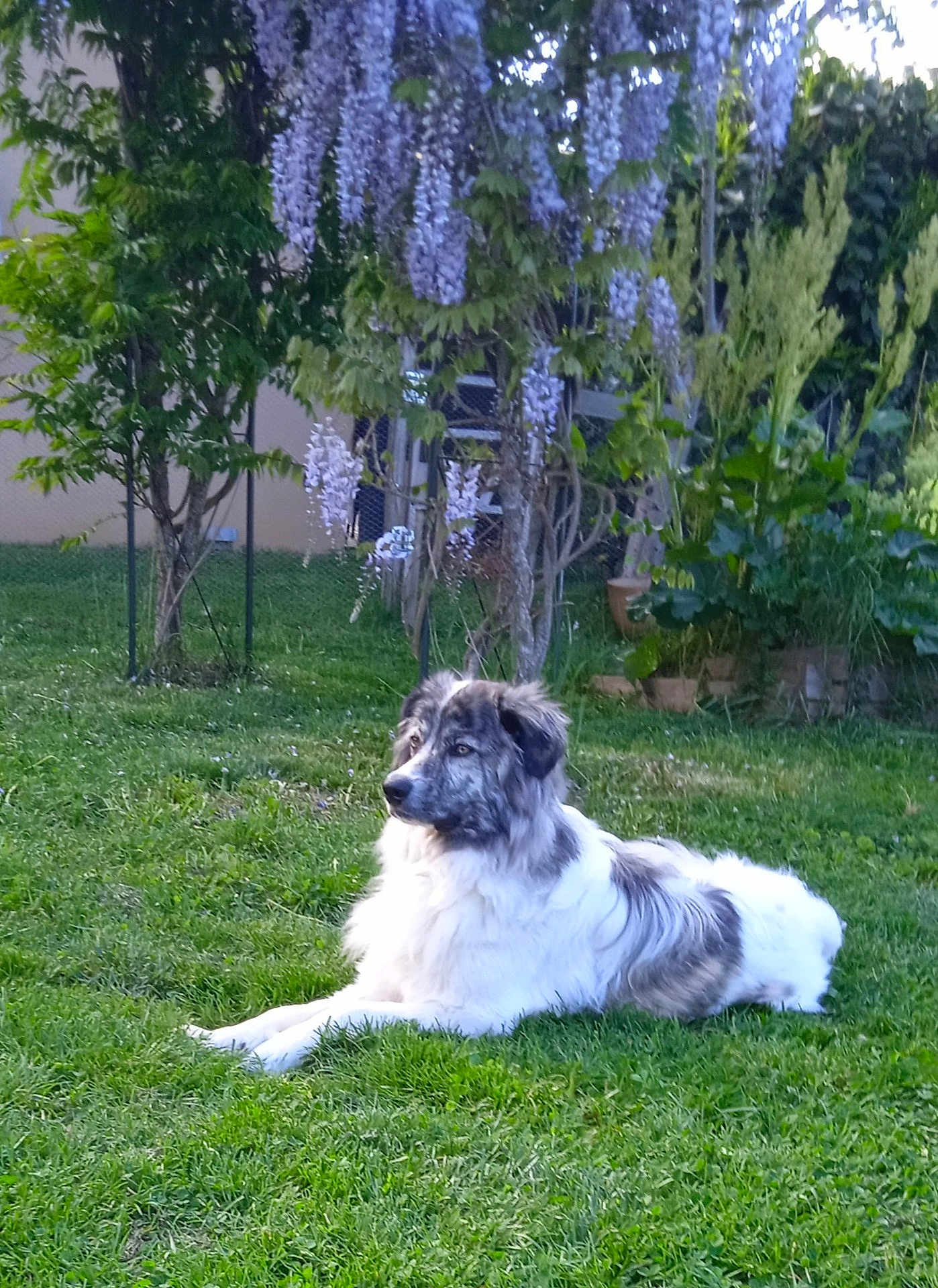 Django a rejoint le concours — aidez-le/la à gagner de superbes lots ! dog, grass, garden, flower, tree, outdoor, greenery, pet, canine, nature, purple_flower, relaxing, furry, animal, summer, peaceful, plant, leaves, daylight, resting