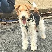 Happy joined the competition — help win amazing prizes! accessories, airedale, animal, ball, canine, clothing, dog, football, footwear, leash, pants, person, pet, puppy, shoe, soccer, soccerball, sport, strap, terrier