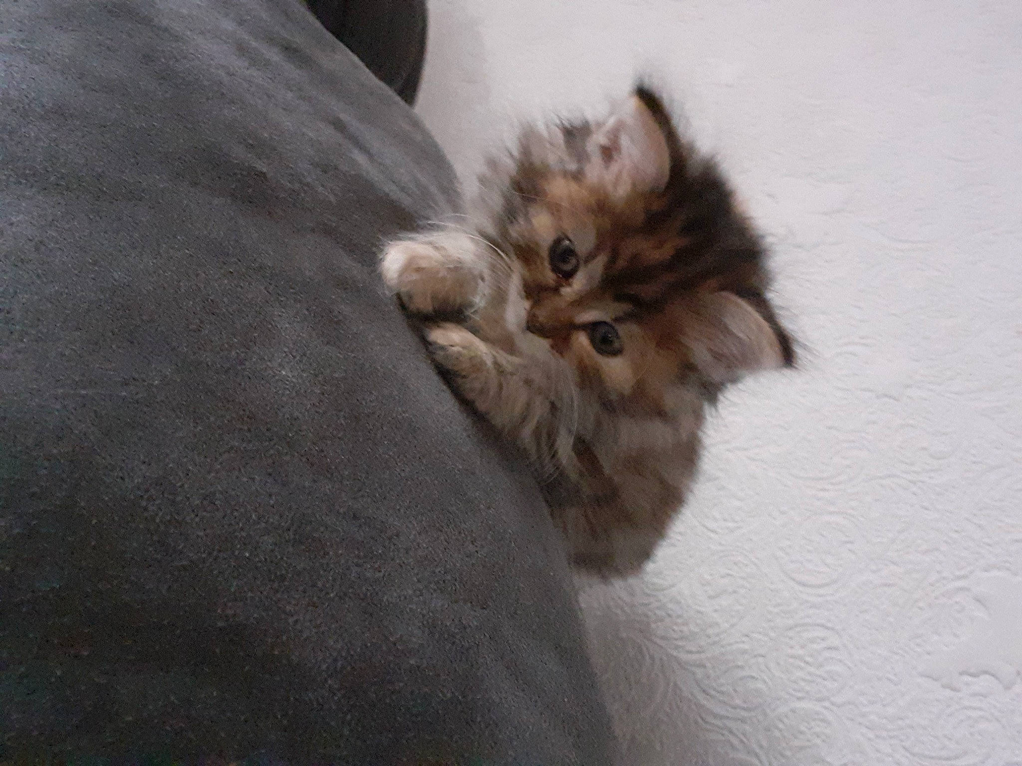 Rubie
