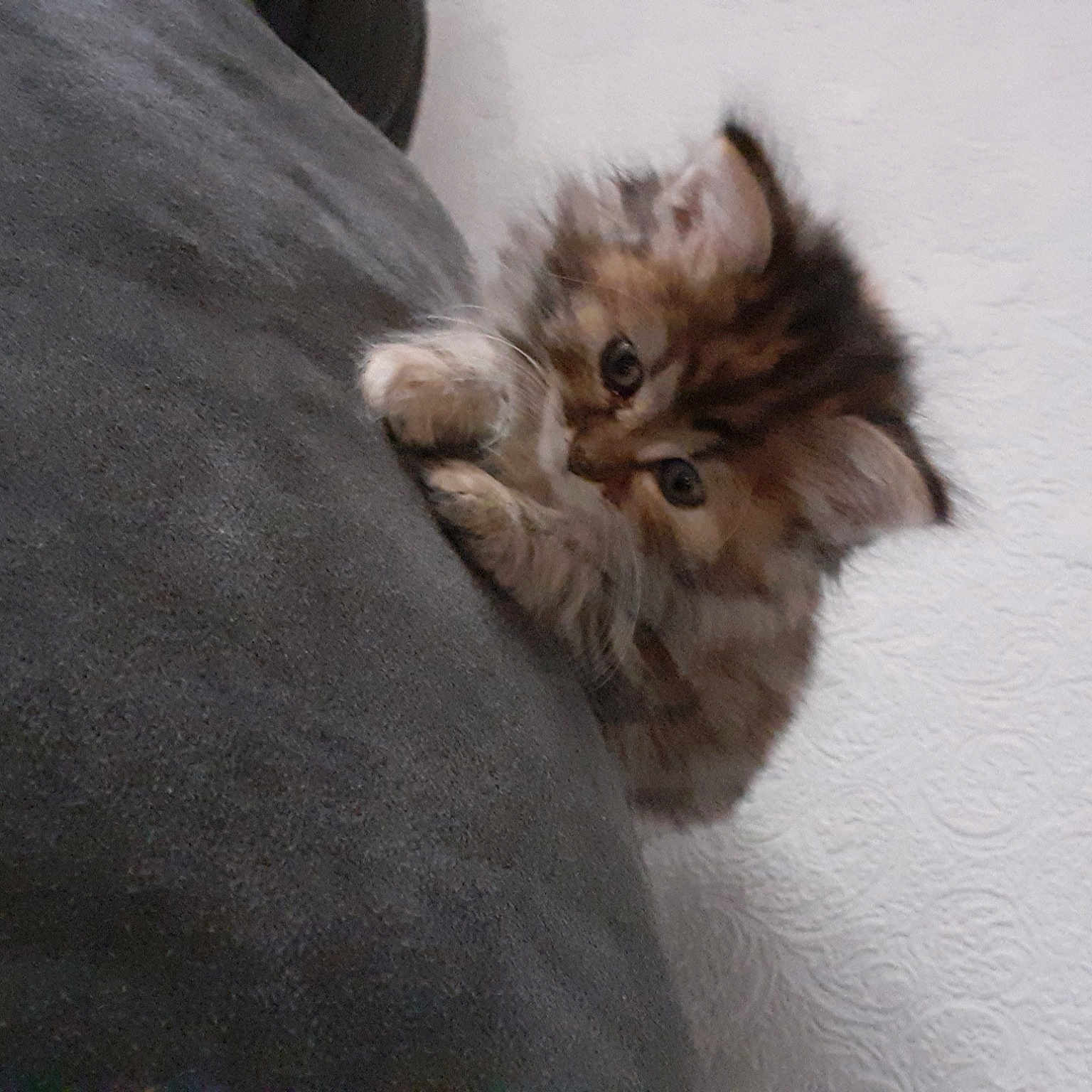 Rubie