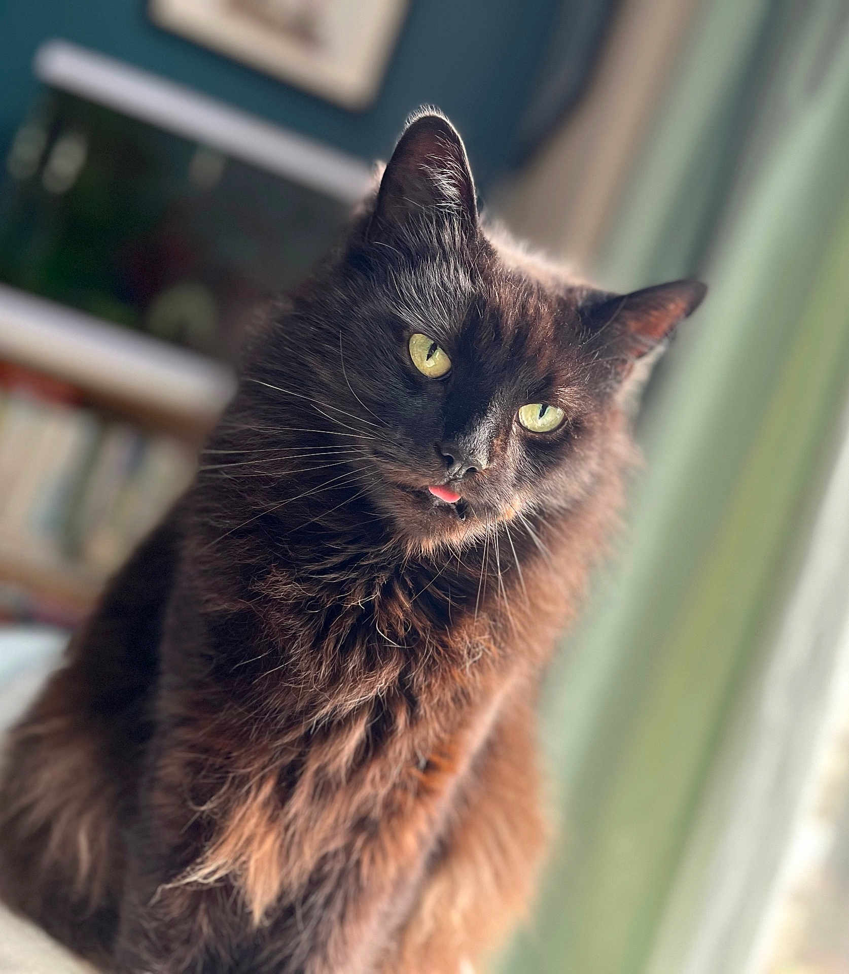 Buzz joined the competition — help win amazing prizes! cat, fluffy, indoor, tongue_out, green_eyes, pet, feline, close_up, cute, sitting, fur, whiskers, domestic_animal, mammal, portrait, household, animal, soft_light, blurred_background, curtains