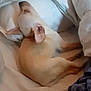 animal, bed, blanket, cozy, cute, dog, ears, fur, indoor, lying_down, peaceful, pet, pillow, pink, relaxation, rest, sleeping, small_dog, snout, white_bedding
