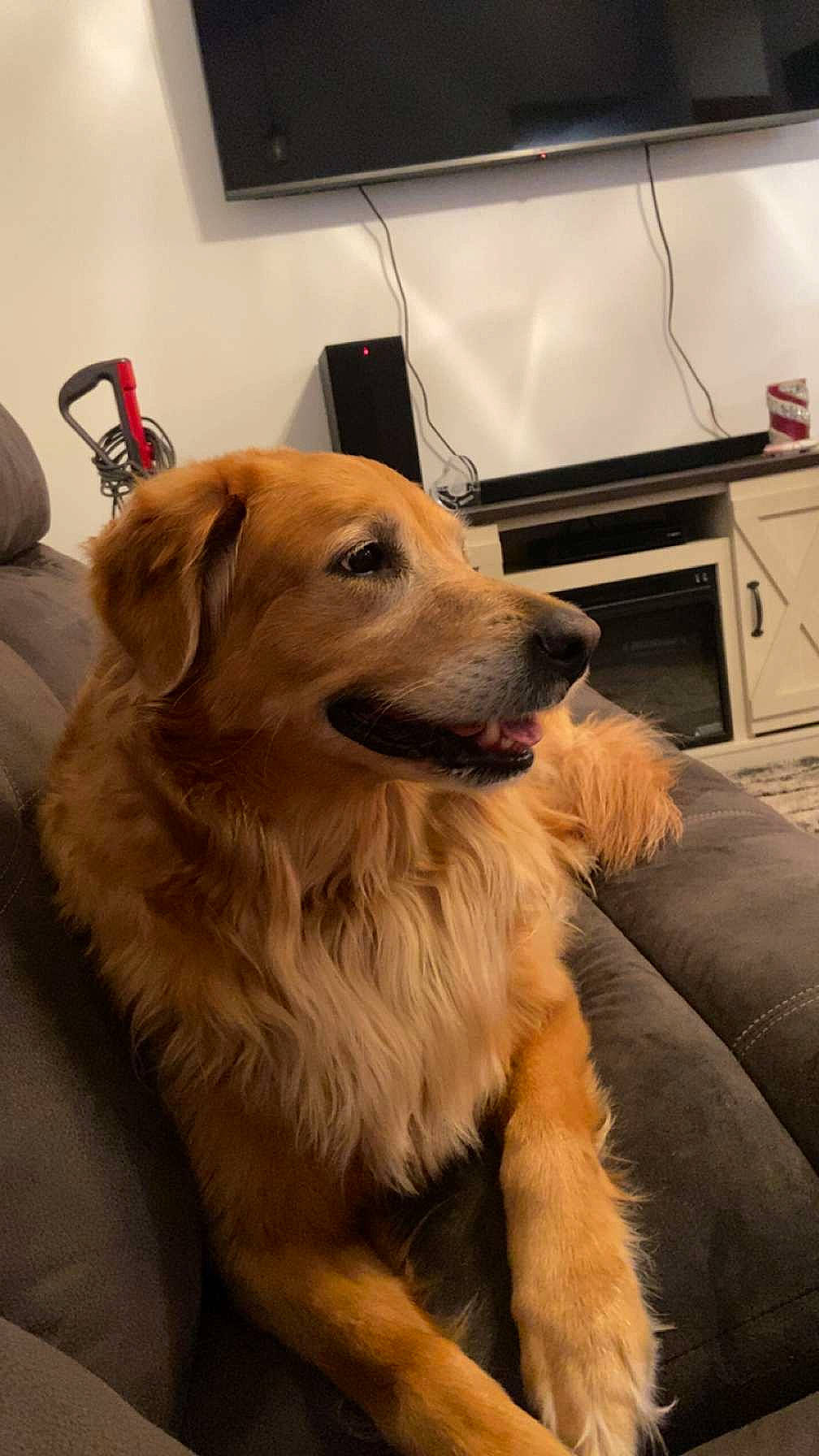 Bear is registered to the contest to win money with this photo: cable_television, carnivore, companion_dog, cooktop, dog, dog_breed, fawn, floor, flooring, fur, gas_stove, hardwood, home_appliance, kitchen_appliance, kitchen_stove, microwave_oven, snout, television, whiskers, wood