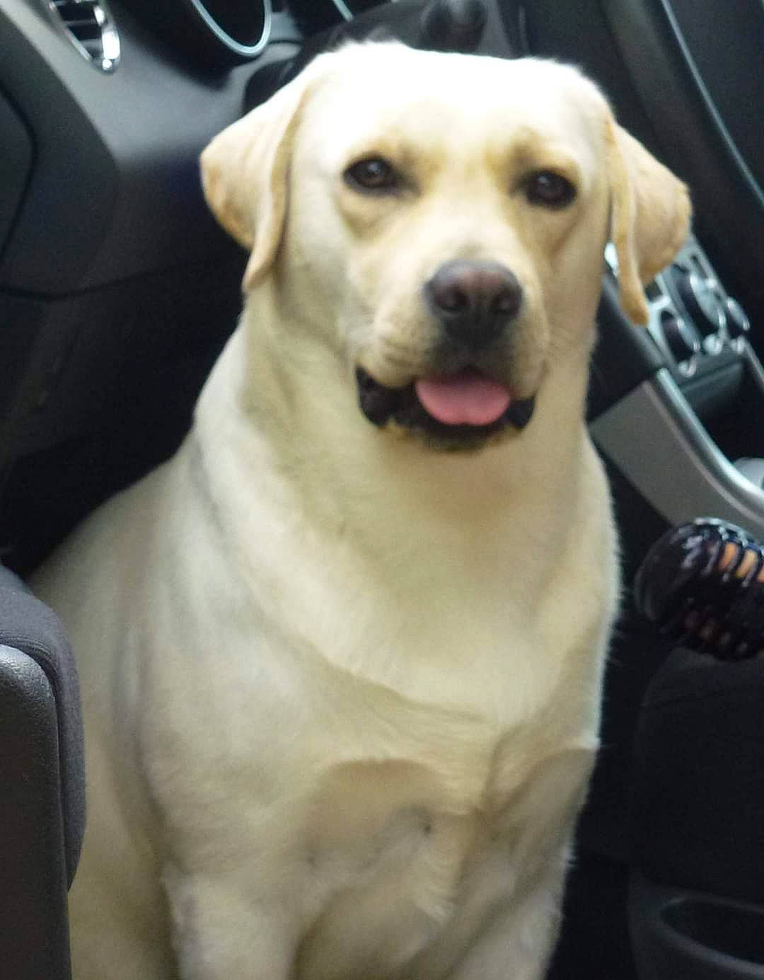 Gulli a rejoint le concours — aidez-le/la à gagner de superbes lots ! car_seat, carnivore, companion_dog, computer_keyboard, dog, dog_breed, eye, fawn, font, fur, gadget, golden_retriever, human_body, labrador_retriever, plant, remote_control, retriever, sporting_group, vehicle_door, whiskers