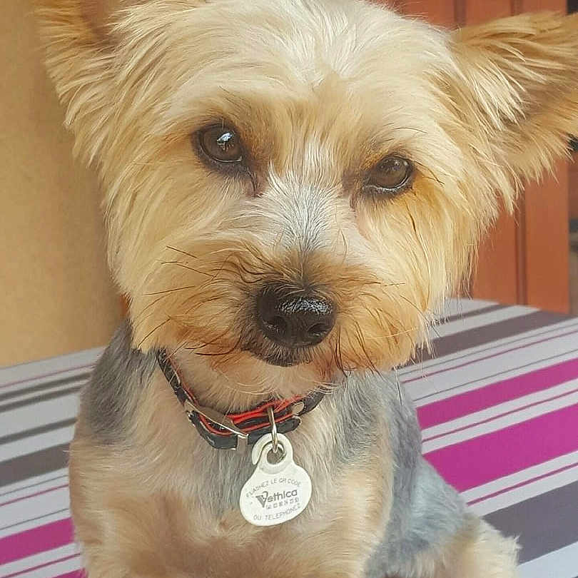 Hannka a rejoint le concours — aidez-le/la à gagner de superbes lots ! animal, brown_dog, collar, cute, dog, ears_up, eyes, face, fur, groomed, indoor, mail_slot, nose, pet, portrait, sitting, small_dog, striped_tablecloth, tag, wooden_door