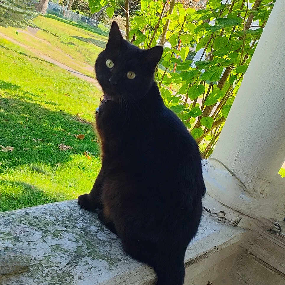 Toothless is registered to the contest to win money with this photo: animal, background, black_cat, cat, curious, daylight, ears, eyes, foliage, grass, greenery, ledgestone, nature, outdoor, pet, porch, sitting, sunlight, tail, tree