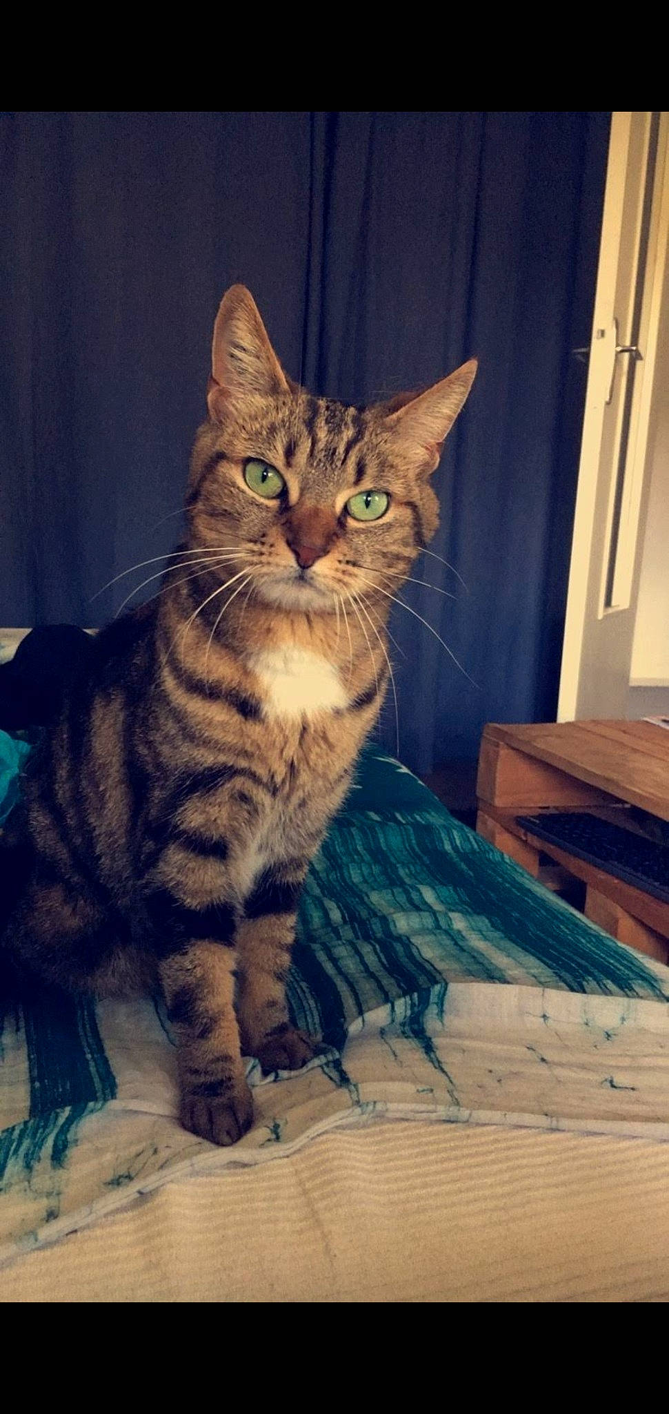 Willow participe au concours pour gagner de l'argent avec cette photo : aegean_cat, american_shorthair, asian, australian_mist, california_spangled, carnivore, cat, domestic_short_haired_cat, dragon_li, european_shorthair, felidae, kitten, mammal, pixie_bob, small_to_medium_sized_cats, sokoke, tabby_cat, toyger, vertebrate, whiskers