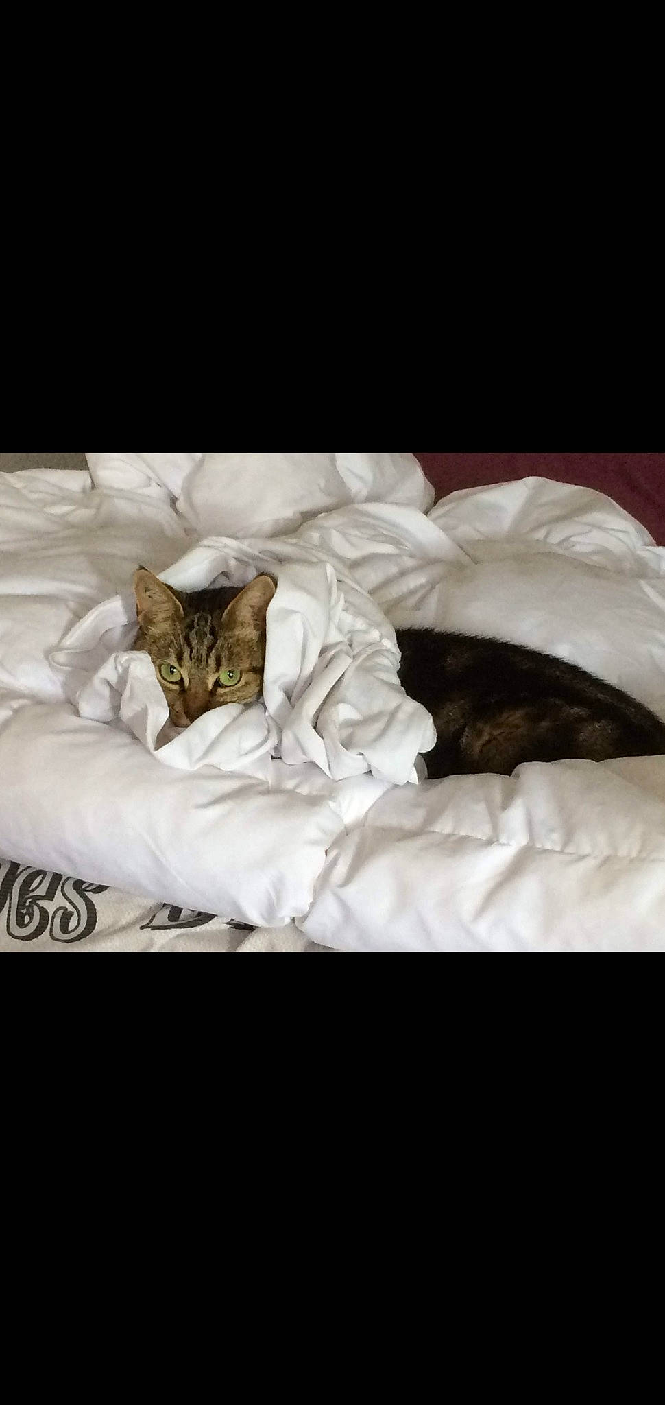 Willow participe au concours pour gagner de l'argent avec cette photo : bed, bed_sheet, bedding, bedroom, cat, comfort, duvet, felidae, fur, furniture, linens, room, small_to_medium_sized_cats, textile