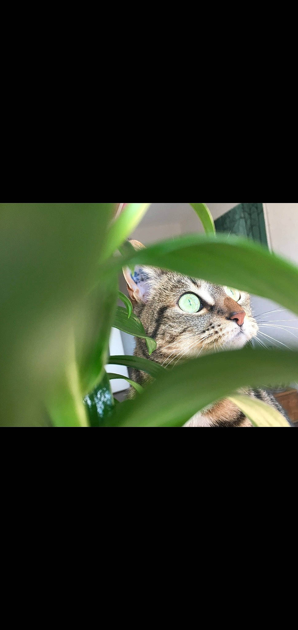 Willow participe au concours pour gagner de l'argent avec cette photo : adaptation, bengal, carnivore, cat, felidae, grass, green, leaf, macro_photography, organism, owl, photography, plant, small_to_medium_sized_cats, tabby_cat, whiskers, wild_cat, wildlife