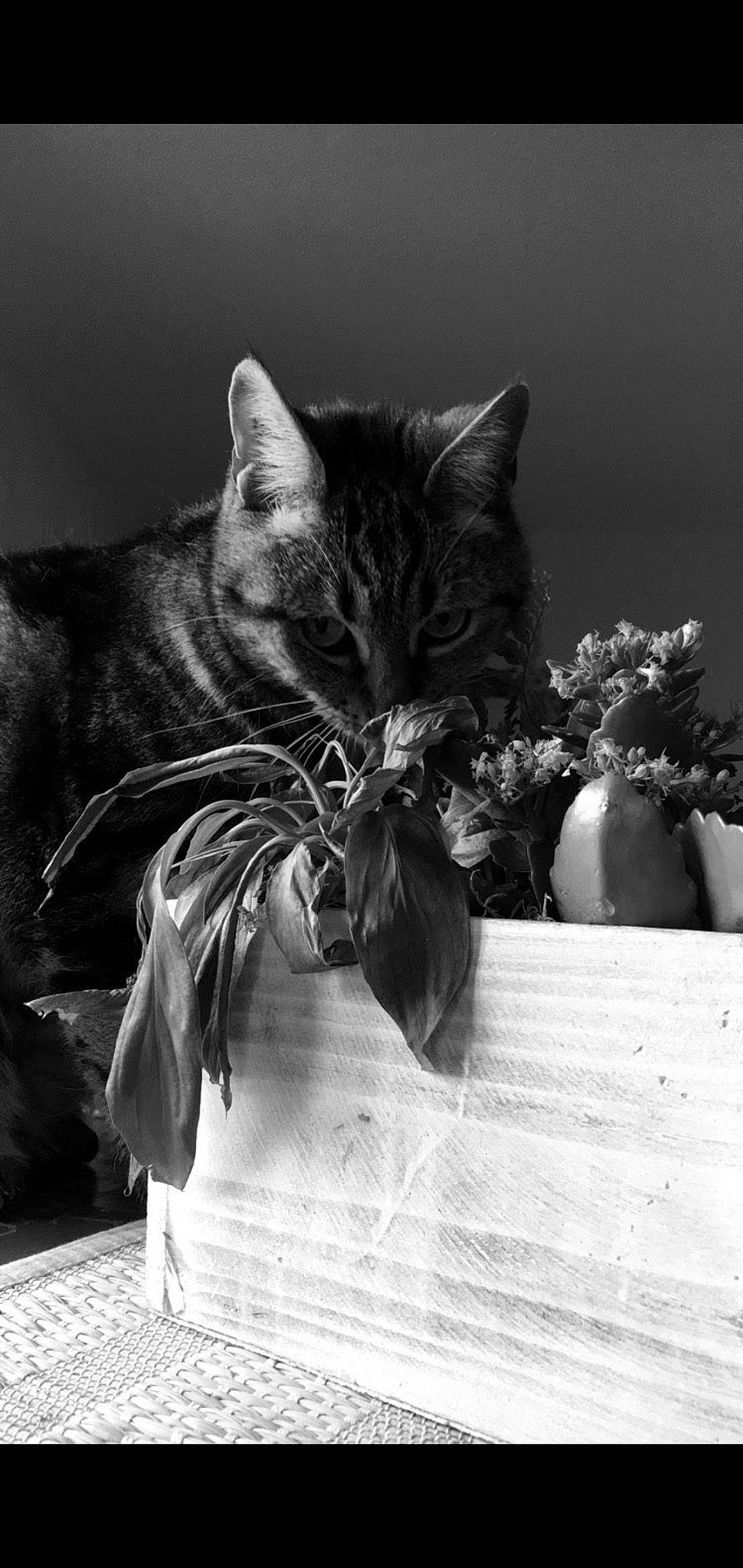 Willow participe au concours pour gagner de l'argent avec cette photo : asian, black, black_and_white, black_cat, carnivore, cat, domestic_short_haired_cat, felidae, fur, kitten, monochrome, monochrome_photography, photography, plant, small_to_medium_sized_cats, still_life, still_life_photography, stock_photography, tabby_cat, whiskers