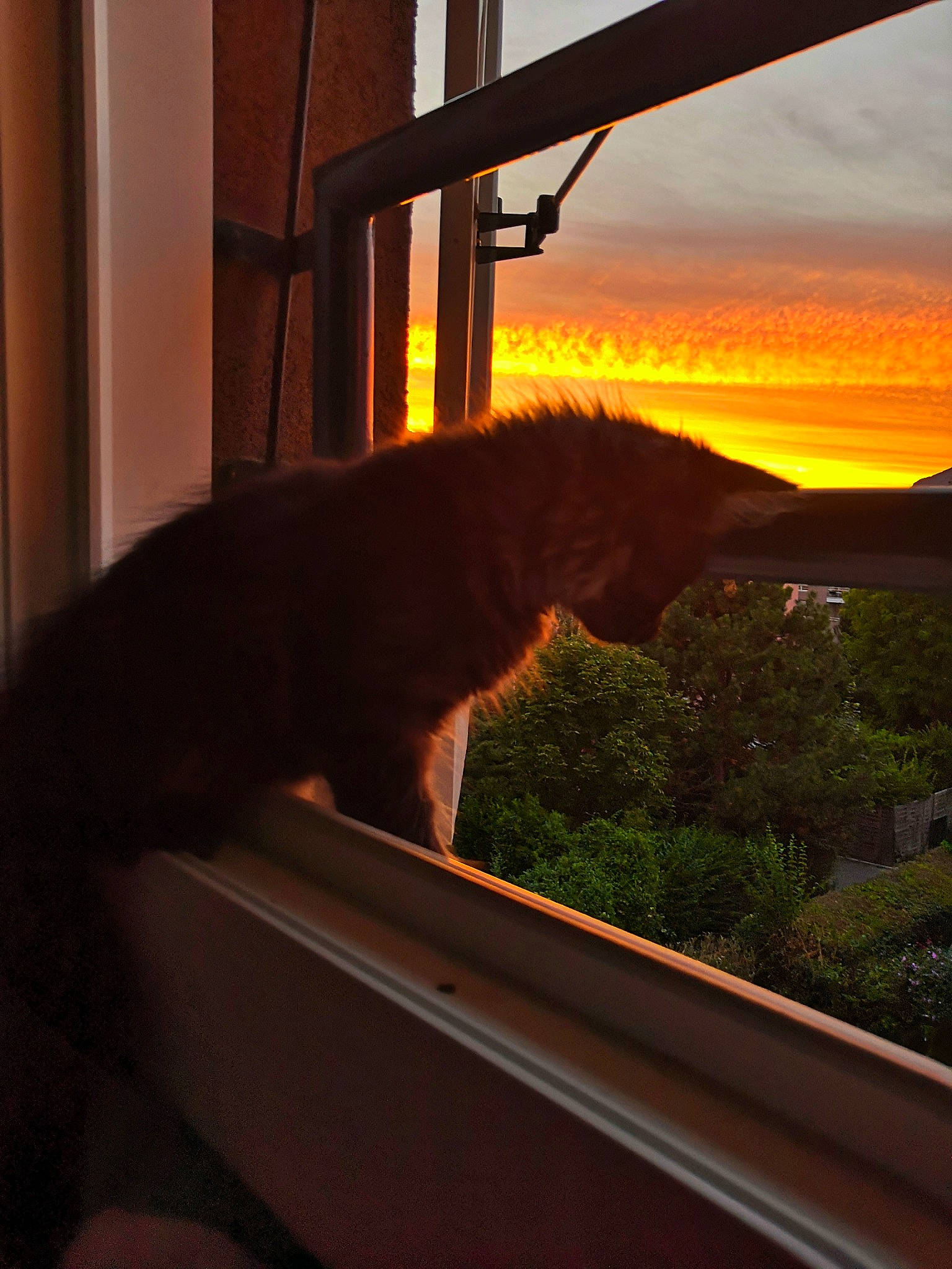 Ramzy a rejoint le concours — aidez-le/la à gagner de superbes lots ! cat, evening, fawn, heat, morning, sky, sunlight, sunrise, sunset, window