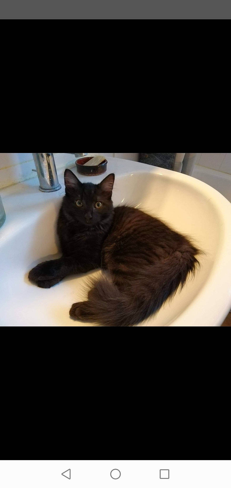 Ramzy a rejoint le concours — aidez-le/la à gagner de superbes lots ! asian, black_cat, carnivore, cat, domestic_short_haired_cat, ear, european_shorthair, felidae, fur, kitten, small_to_medium_sized_cats, tail, whiskers