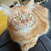 Trey joined the competition — help win amazing prizes! animal, blanket, cat, close_up, couch, cozy, domestic_cat, feline, fluffy, furniture, golden_eyes, home, indoor, orange_cat, paws, pet, portrait, relaxed, resting, whiskers