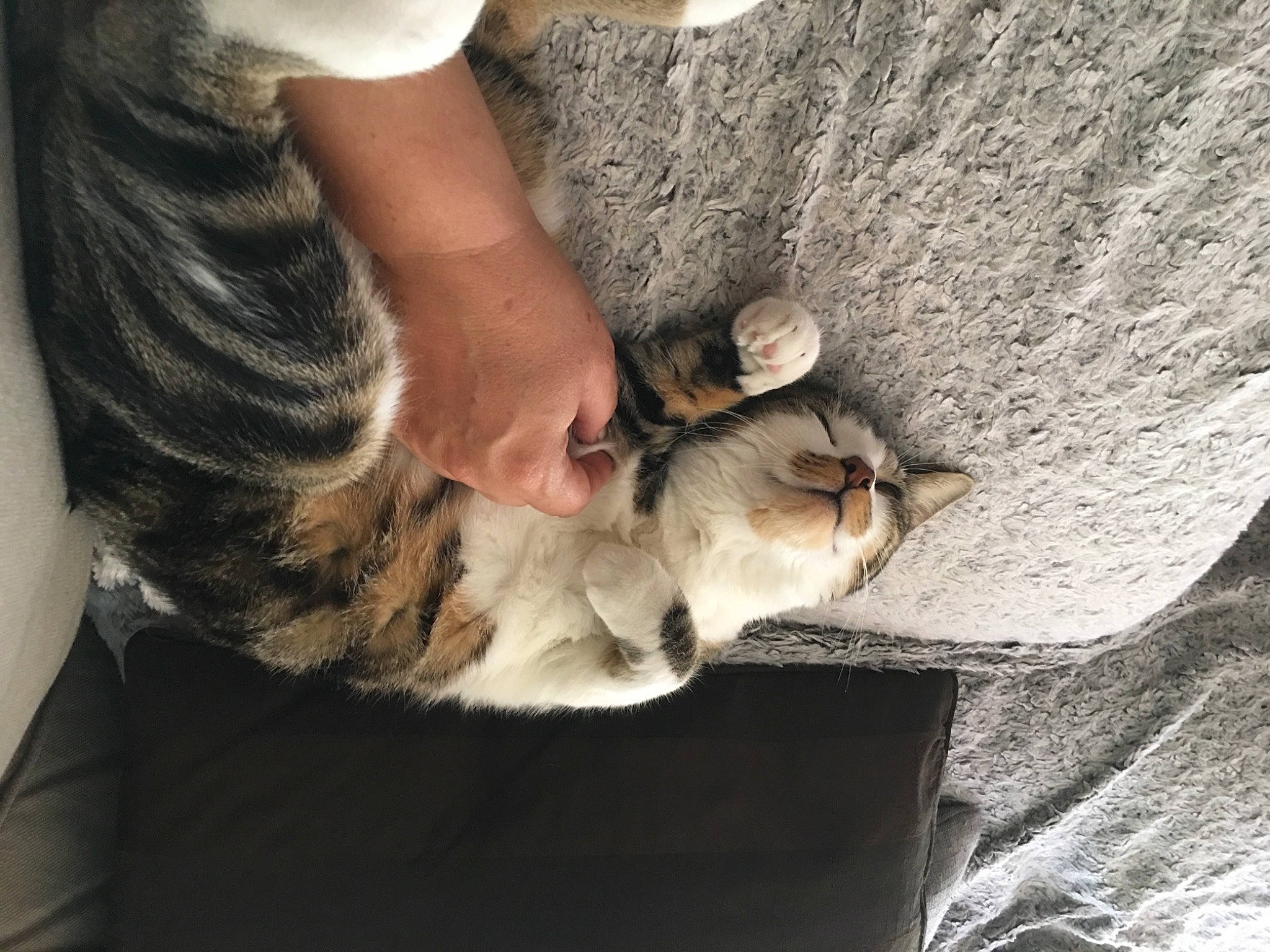 Effy a rejoint le concours — aidez-le/la à gagner de superbes lots ! bedrock, carnivore, cat, domestic_short_haired_cat, fawn, felidae, fur, gesture, hand, human_leg, mammal, paw, rock, small_to_medium_sized_cats, snout, tail, tree, vertebrate, whiskers, wood