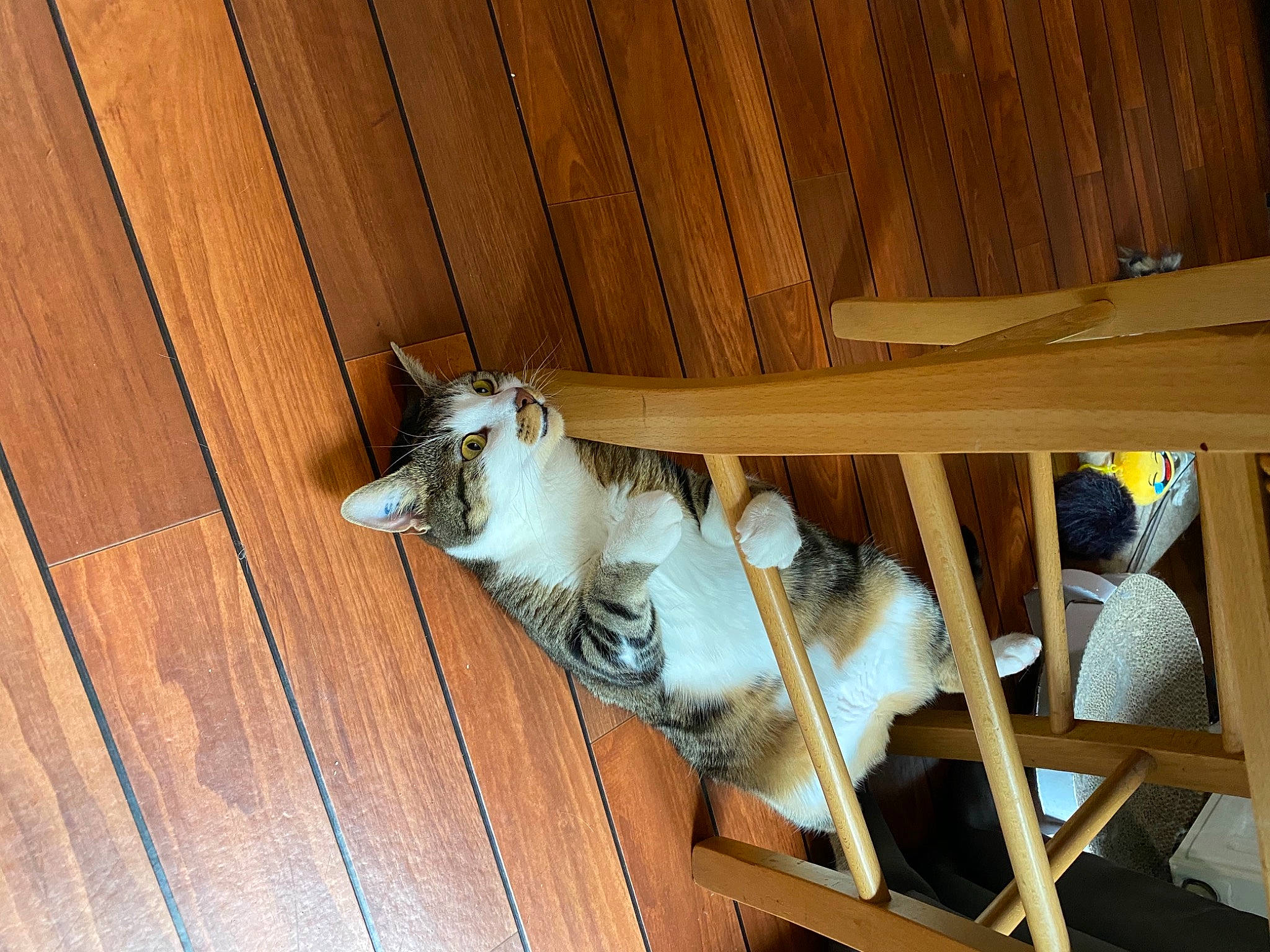 Effy a rejoint le concours — aidez-le/la à gagner de superbes lots ! animal_shelter, carnivore, cat, companion_dog, domestic_short_haired_cat, fawn, felidae, flooring, fur, hardwood, lumber, plank, plywood, small_to_medium_sized_cats, tail, varnish, whiskers, wood, wood_flooring, wood_stain