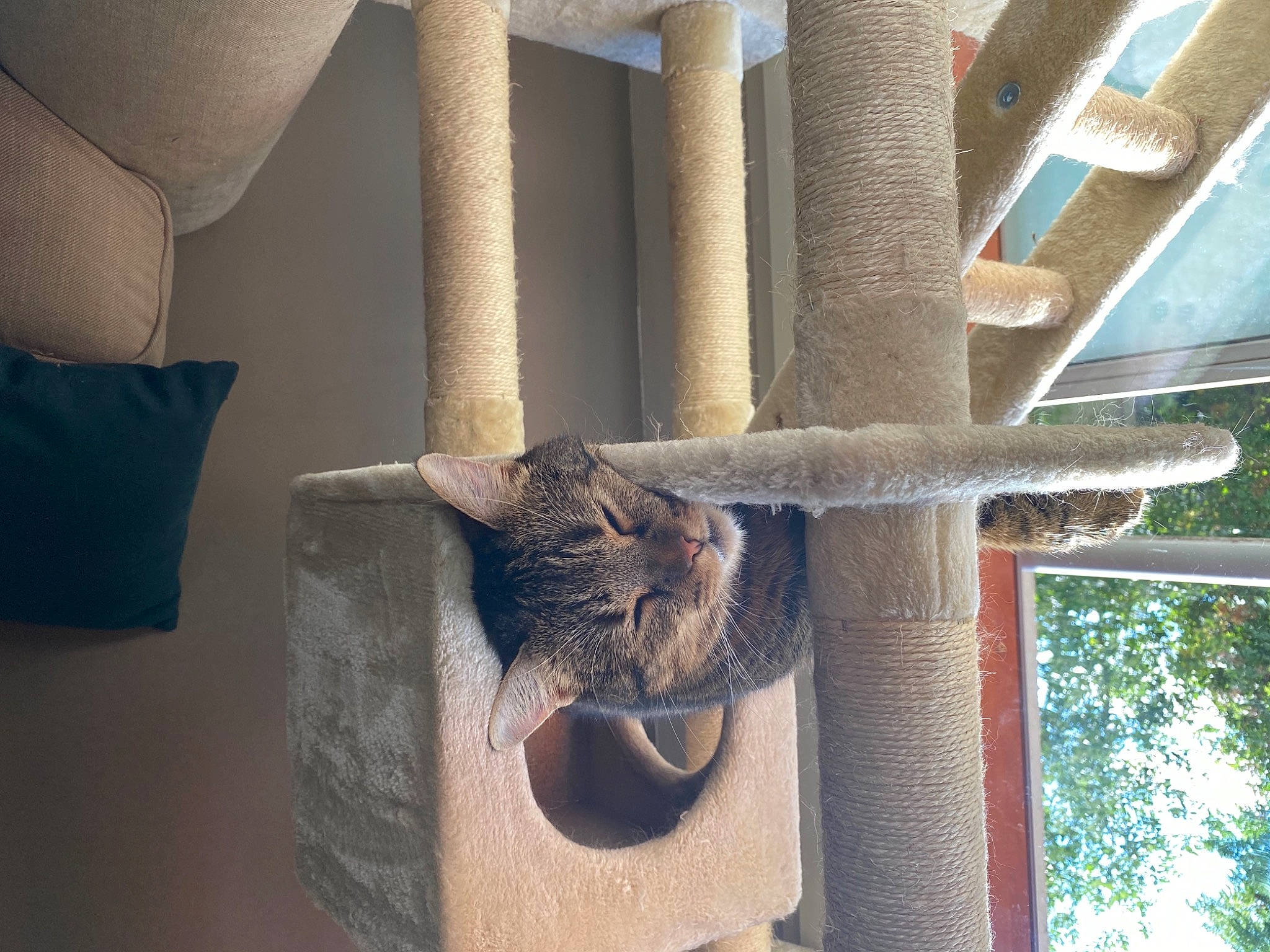 Nala a rejoint le concours — aidez-le/la à gagner de superbes lots ! animal_shelter, art, building, carnivore, cat, cat_supply, domestic_short_haired_cat, fawn, felidae, fur, line, metal, pet_supply, small_to_medium_sized_cats, snout, tail, tree, whiskers, window, wood