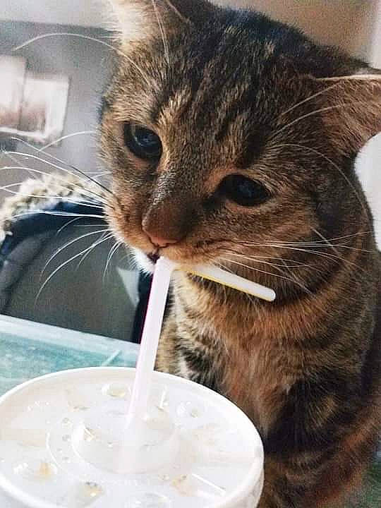 Nala a rejoint le concours — aidez-le/la à gagner de superbes lots ! carnivore, cat, cat_supply, cream, cup, dairy, domestic_short_haired_cat, drinking, drinking_straw, felidae, food, frozen_dessert, fur, ingredient, paw, small_to_medium_sized_cats, snout, sweetness, tableware, whiskers