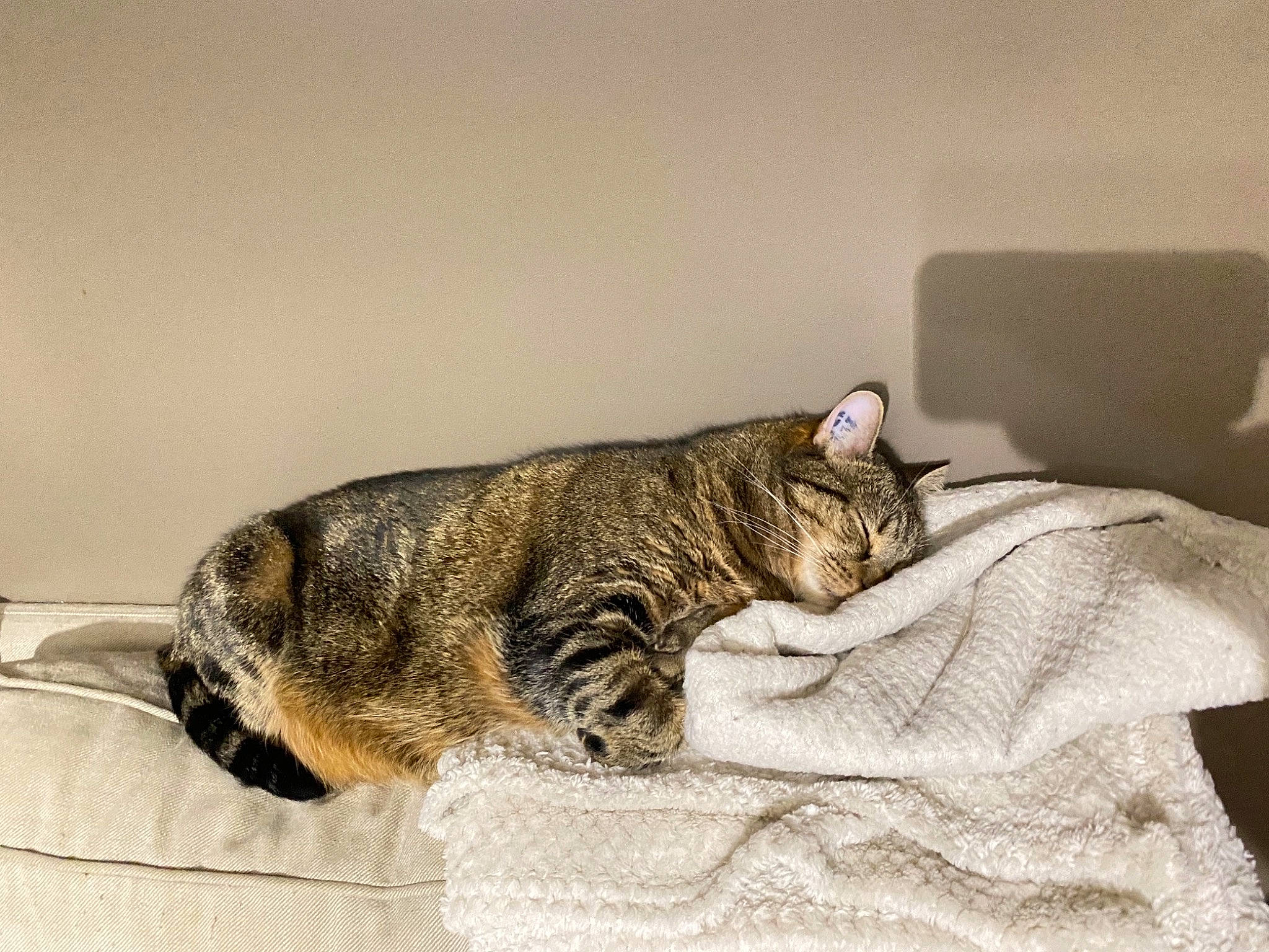 Nala a rejoint le concours — aidez-le/la à gagner de superbes lots ! carnivore, cat, claw, comfort, couch, domestic_short_haired_cat, eye, felidae, fur, nap, paw, sand, sitting, small_to_medium_sized_cats, snout, tail, terrestrial_animal, whiskers, wildlife