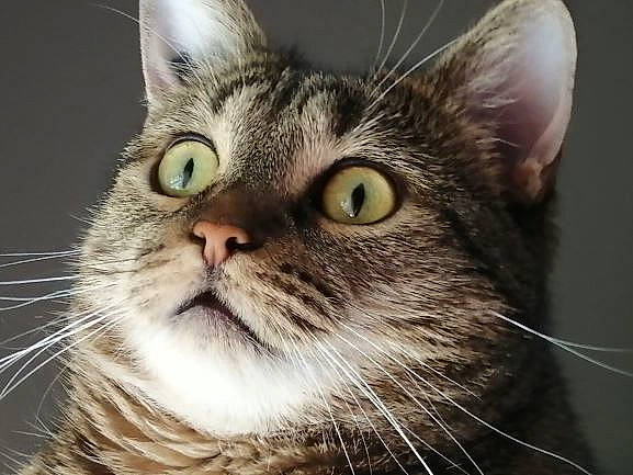 Nala a rejoint le concours — aidez-le/la à gagner de superbes lots ! carnivore, cat, close_up, domestic_short_haired_cat, felidae, fur, grass, small_to_medium_sized_cats, snout, whiskers