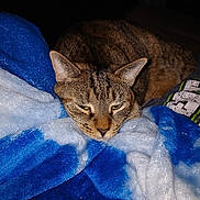 Bruin is registered to the contest to win money with this photo: cat, tabby, animal, pet, sleepy, resting, blanket, blue, white, fur, cozy, indoor, cute, whiskers, face, ears, soft, comfort, relaxed, feline