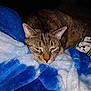 cat, tabby, animal, pet, sleepy, resting, blanket, blue, white, fur, cozy, indoor, cute, whiskers, face, ears, soft, comfort, relaxed, feline