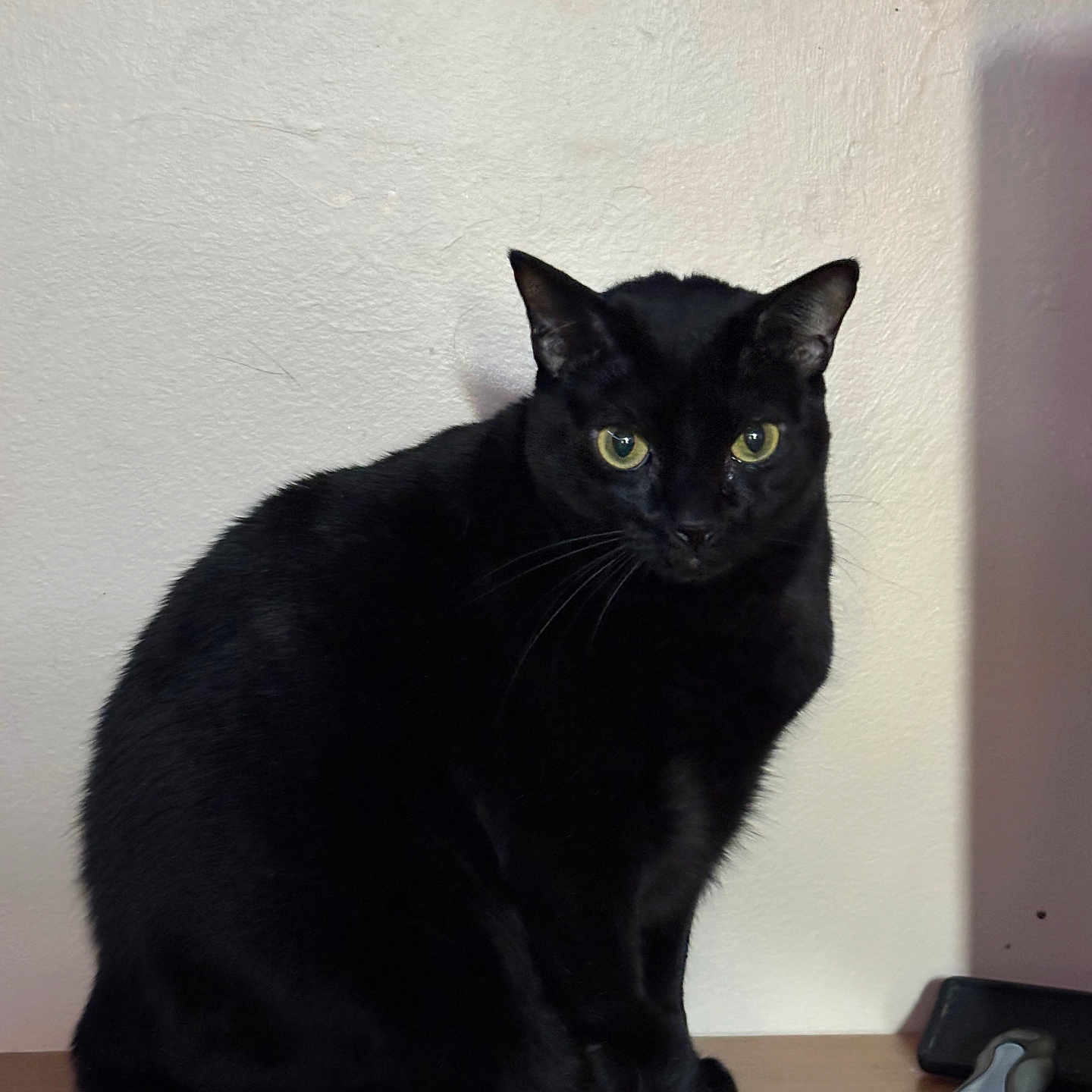 Loki is registered to the contest to win money with this photo: alert, animal, black_cat, cat, closeup, curious, domestic_cat, feline, fur, indoor, pet, portrait, quiet, shadow, sitting, still_life, wall, whiskers, wooden_surface, yellow_eyes