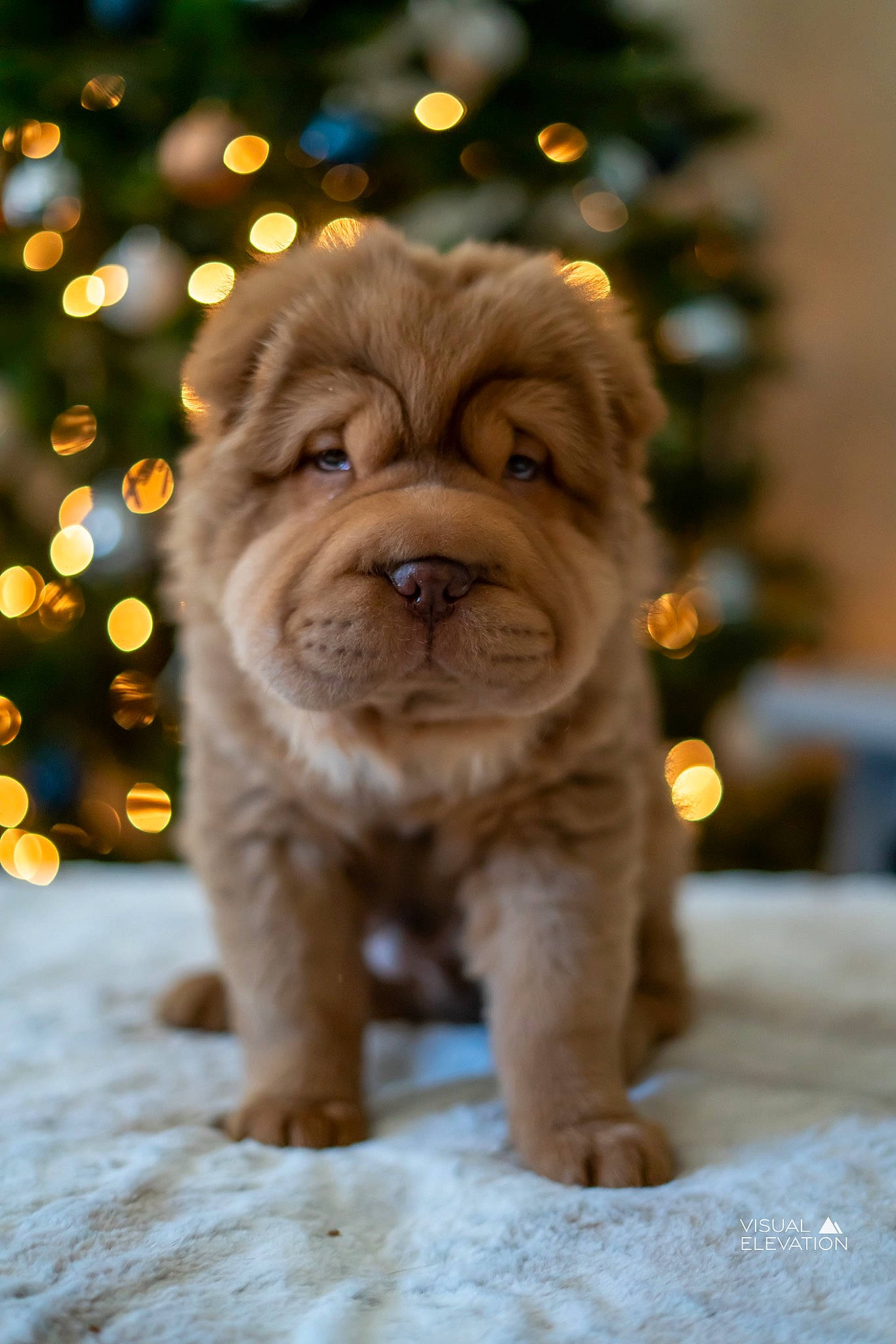 Aslan is registered to the contest to win money with this photo: ancient_dog_breeds, canidae, carnivore, companion_dog, dog, dog_breed, event, fawn, fur, liver, snout, sporting_group, terrestrial_animal, toy_dog, tree, whiskers, winter, wood, working_animal, wrinkle