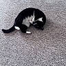 Magic is registered to the contest to win money with this photo: animal, black_and_white, carpet, cat, curled_up, cute, eyes, feline, fur, home, indoor, lying_down, paw, pet, photography, playful, relaxed, tail, tuxedo_cat, whiskers
